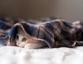 Cute cat hiding under blue blanket
