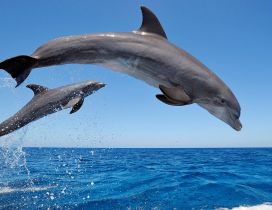 Two dolphins jumping in the sea