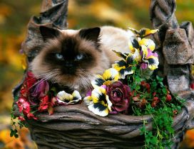 A siamese cat between colorful flowers