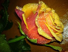 Beautiful yelow and orange rose - Fresh rose