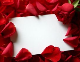 Red roses with love letter