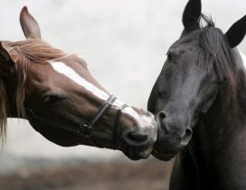 Sweet kiss of two beautiful horses