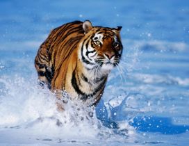 Wild tiger running in the fresh water