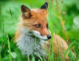 Perfidious fox prey lurking from grass