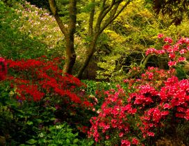 Red flowers in the forest, impressive nature