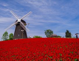 The windmill in the middle of the field with flowers