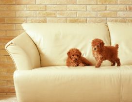 Two cute brown puppies on a sofa
