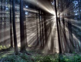Sun rays panatrate through the trees branches in the forest