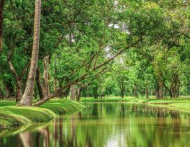 Beautiful nature - River in the green forest