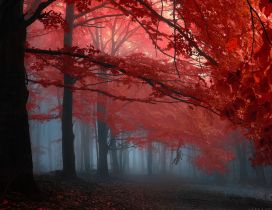 Red leaves in the sunlight and fog