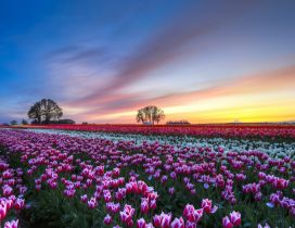 Colorful flowers field - Tulips wallpaper