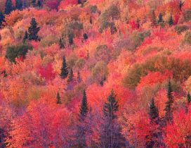 Colorful trees - autumn day in forest