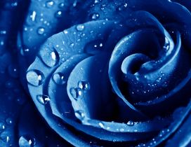 Fresh blue rose with rain drops