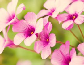 Pink Verbena Flowers