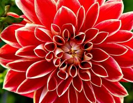 Red and white dahlia flower