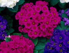 Hydrageas and Cinerarias - Colorful flowers