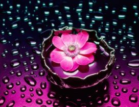 Pink flower in water and raindrops