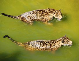 Two jaguar swimming side by side in water