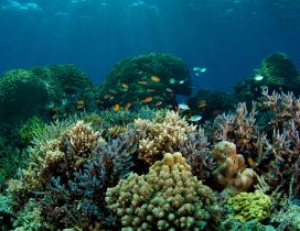Coral reef and fish in the ocean