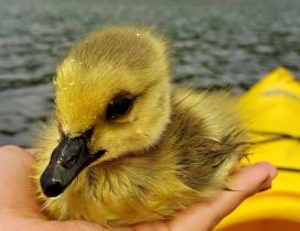 One little wet gosling on the hand