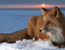 The fox lays in wait in the snow