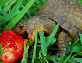 Small turtle eating a strawberry in the grass