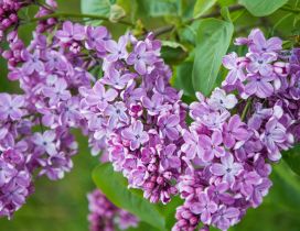 Branch with purple lilac flowers wallpaper