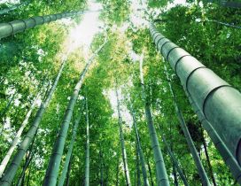 Awesome Bamboo Forest