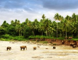 Herd of elephants crossing a river