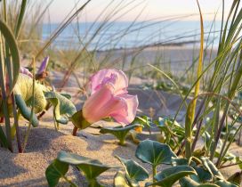 Pink flower near the beach in the sand