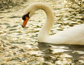 White swan on the river