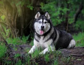 Siberian husky dog in the forest