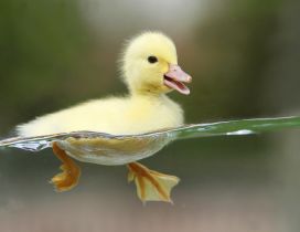 Baby duck swimming