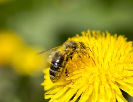 Bee collect pollen on the dandelion