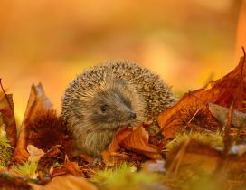 Cute hedgehog on dried leaves
