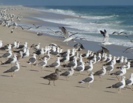 White and gray seagulls on the beach