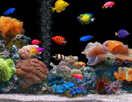 Colorful fishes in the aquarium