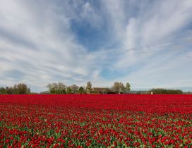 Field full of poppies