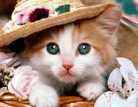 Cute kitten with hat between flowers