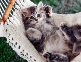 Sweet gray cat in hammock