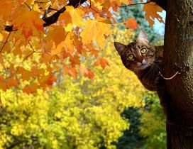 Cat in the tree - Autumn day