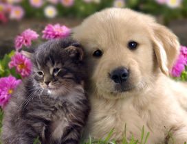 Sweet dog and cat in the garden