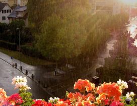 Colorful flowers in rain - Summer day