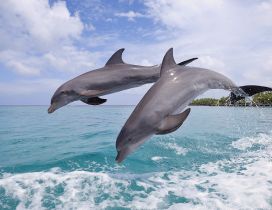 Two dolphins in the sea