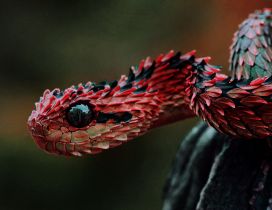 Beautiful red and black viper HD