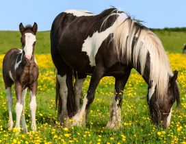 A horse with foal in a field with flowers