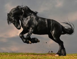 Black horse standing up on two hooves
