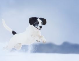 White dog with black spots jumping through snow