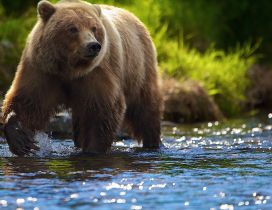 Brown bear walking in the river