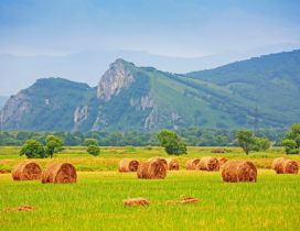 Bales of hay in the green field